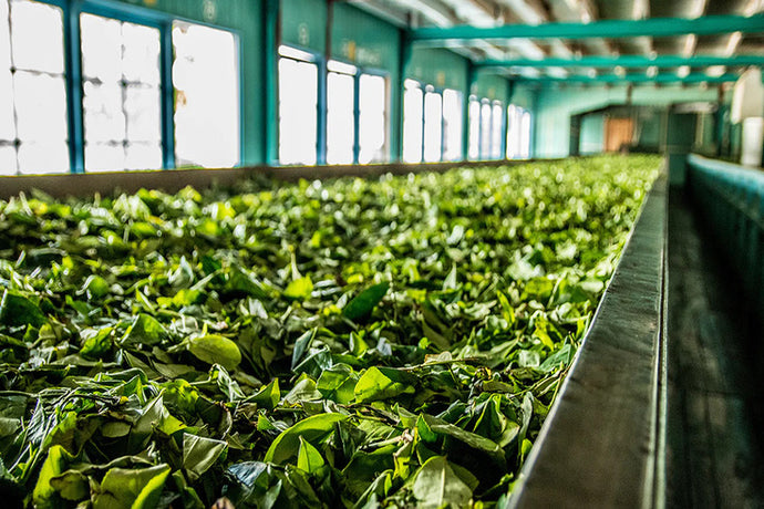 Learn about Tea Processing: Creation of Tea