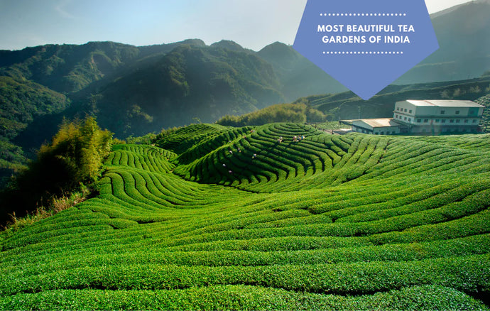 Top tea gardens in India, you cannot miss on!