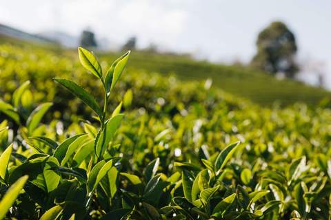 Benefits of the popular healthy Green Tea